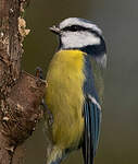 Mésange bleue