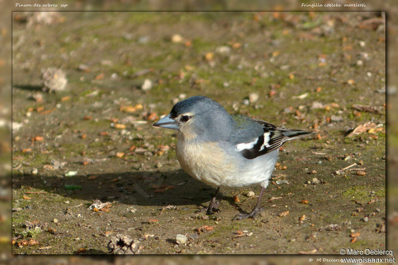 Azores Chaffinch