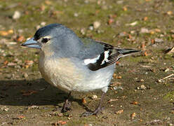 Azores Chaffinch