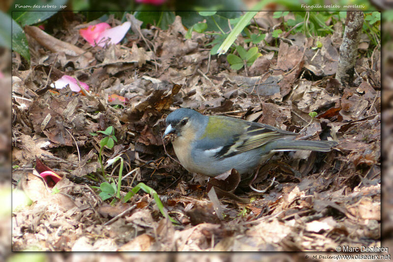 Azores Chaffinch