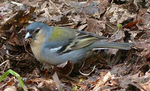 Azores Chaffinch