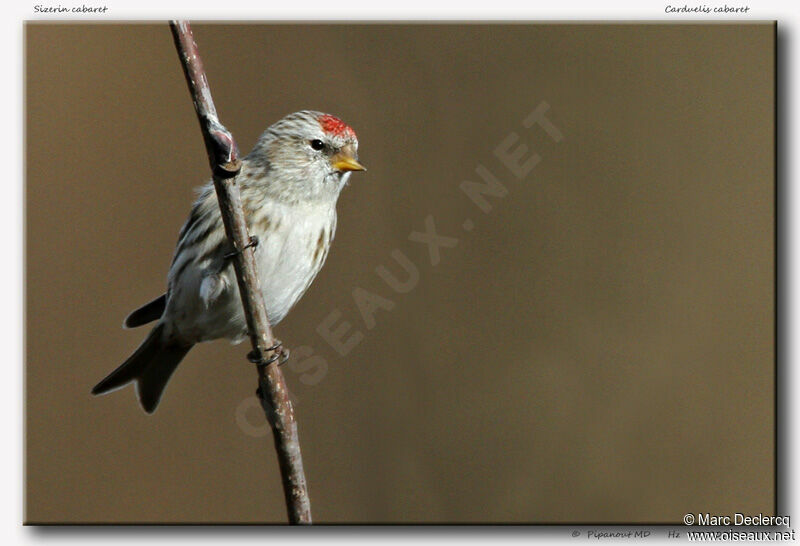 Redpolladult, identification