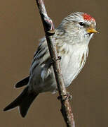 Redpoll