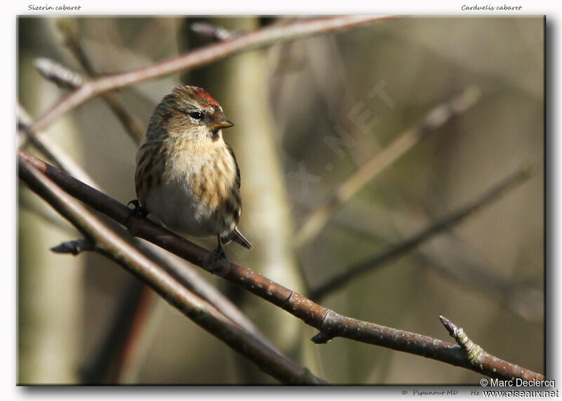 Redpolladult, identification