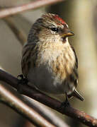 Redpoll