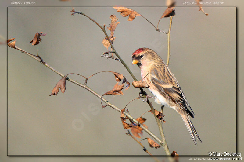 Redpoll male adult post breeding, identification