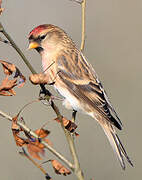 Redpoll