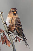 Redpoll