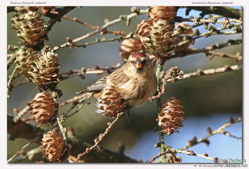 Redpoll, identification