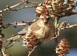 Redpoll