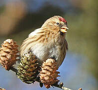 Redpoll