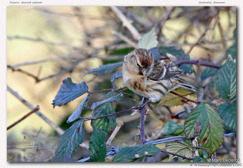 Redpoll, identification