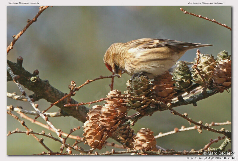 Redpoll, identification