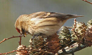 Redpoll