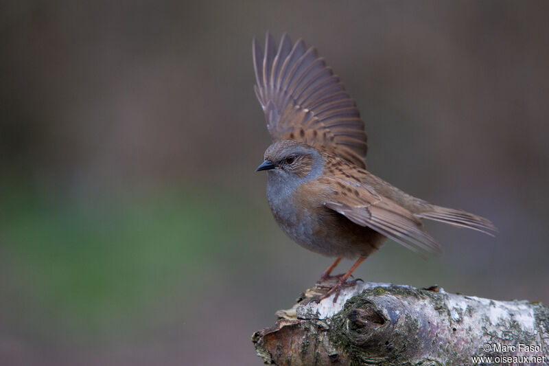 Dunnock male adult, identification, courting display