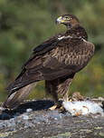 Aigle de Bonelli