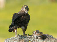 Aigle de Bonelli