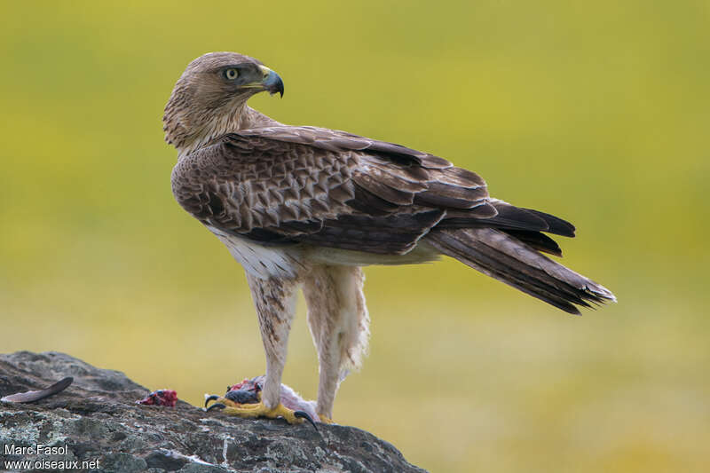 Bonelli's Eagle male Third  year, feeding habits, eats