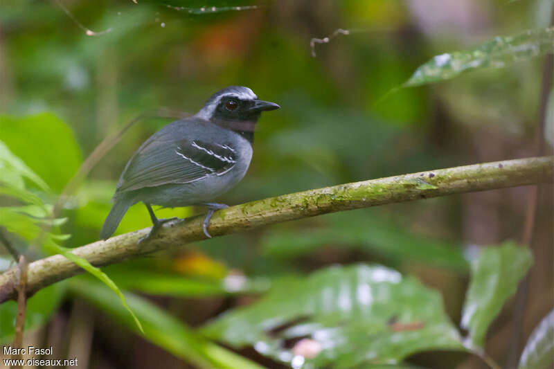 Black-faced Antbird male adult