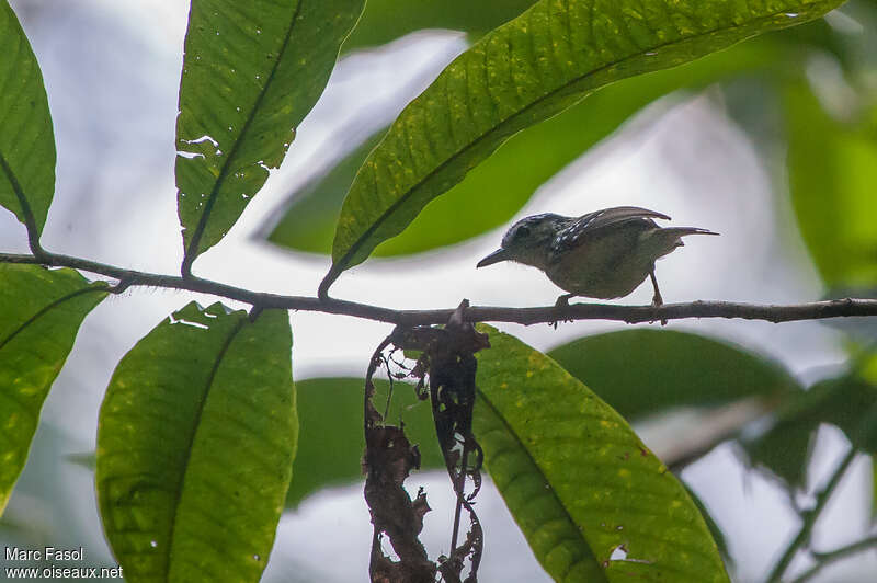 Yellow-breasted Warbling Antbird male adult, identification