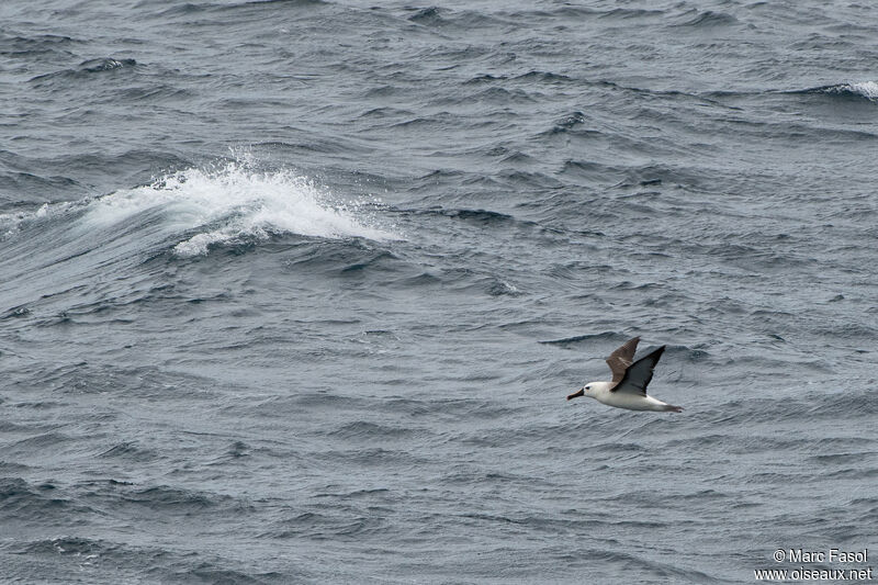 Albatros à nez jauneadulte internuptial, Vol