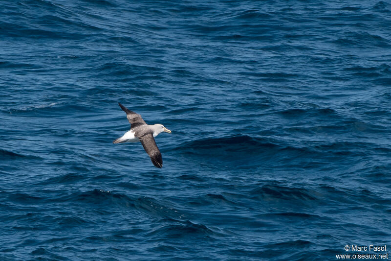 Salvin's Albatrossadult, Flight