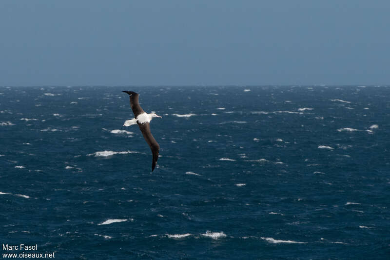 Albatros royal du Nordadulte, habitat, Vol