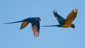 Grøn baggrund orange At blokere Blue-throated Macaw - Ara glaucogularis