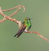 Blue-tailed Hummingbird