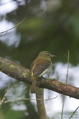 Bright-rumped Attila - Attila spadiceus adult - mafa109728