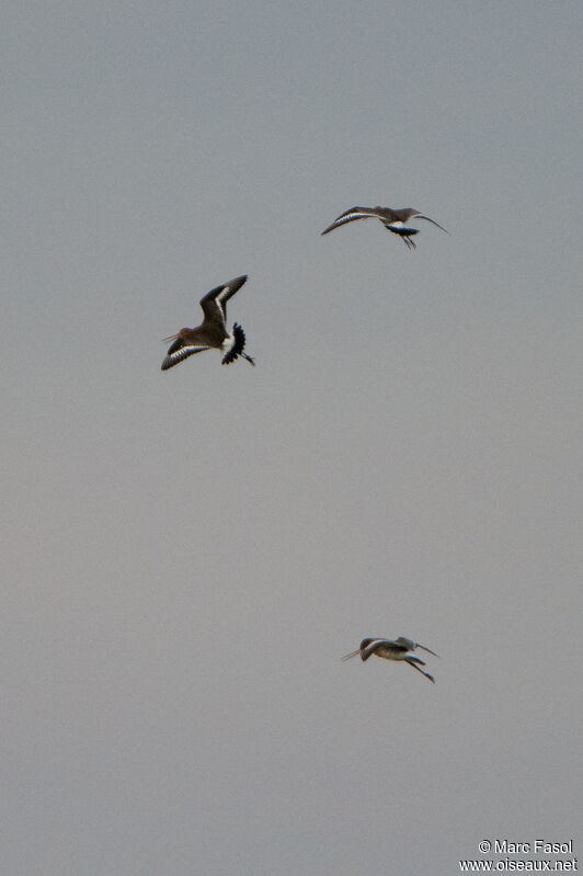 Black-tailed Godwit, Flight, courting display