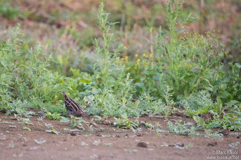 Bécassine des marais, habitat