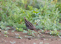 Common Snipe