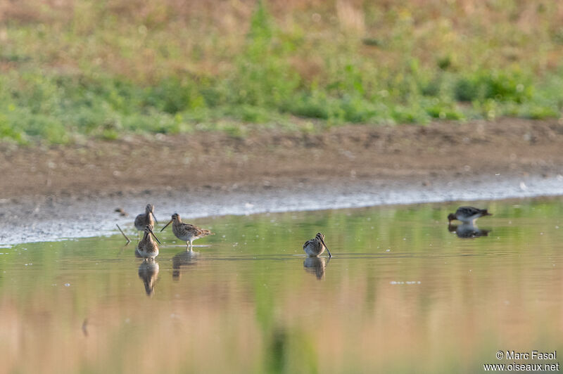 Common Snipe, habitat, fishing/hunting