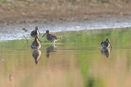 Common Snipe