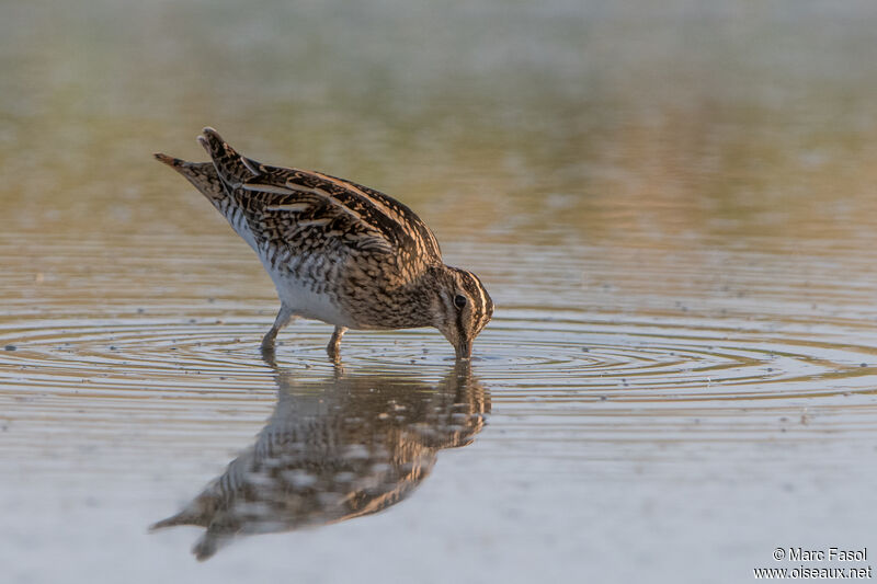 Bécassine des marais, identification, pêche/chasse