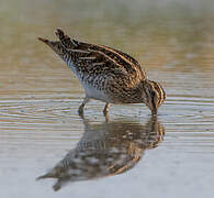 Common Snipe