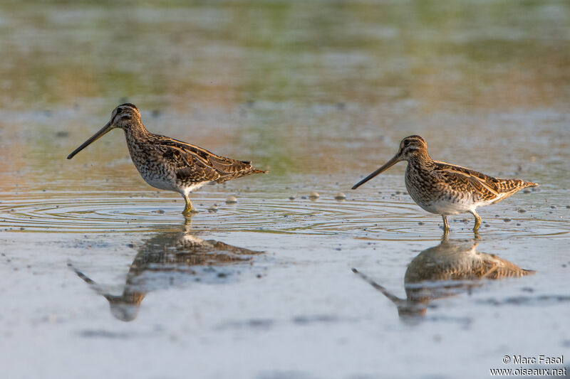 Common Snipe, habitat