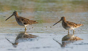 Common Snipe