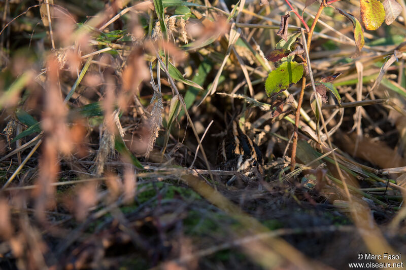 Bécassine sourdeadulte, identification, camouflage