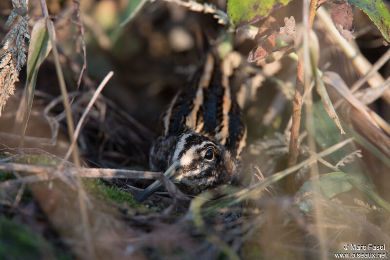 Jack Snipeadult, identification, camouflage