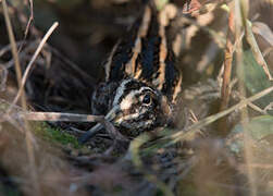 Jack Snipe