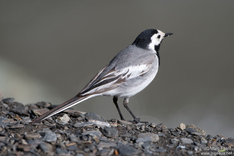 White Wagtailadult, identification
