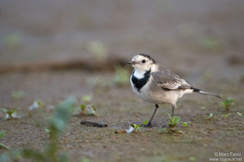 White Wagtailadult post breeding, identification