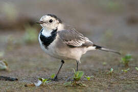 White Wagtail