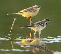 Western Yellow Wagtail