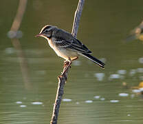 Western Yellow Wagtail