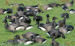 Brant Goose