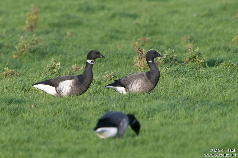 Brant Goose