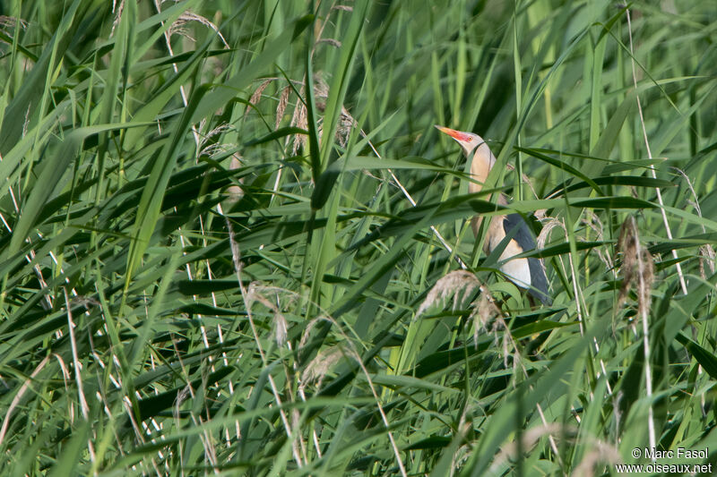 Little Bittern male adult breeding, habitat, song